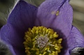 Resize of _MG_0079
